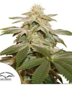 Sugar Bomb Punch fem Dutch Passion