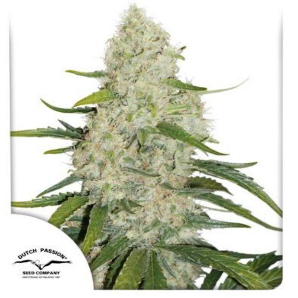 Think Big auto Dutch Passion