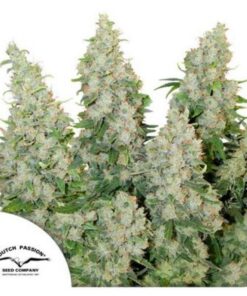 Think Different auto Dutch Passion