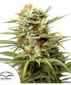 White Widow auto Dutch Passion