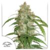 White Widow CBD auto Dutch Passion