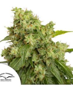 Xtreme auto Dutch Passion