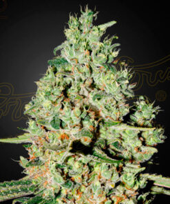 super critical greenhouse