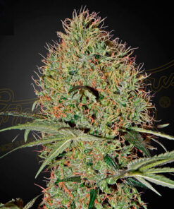 super bud autofiorente greenhouse