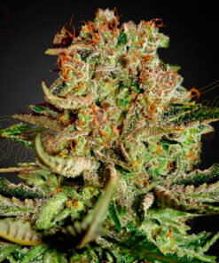 super bud greenhouse