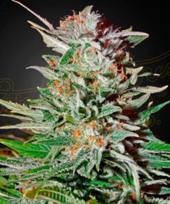 super lemmon haze greenhouse