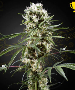 super lemon haze greenhouse