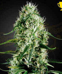 Super Silver Haze - fem (grn)