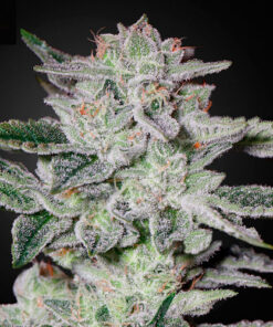 Sweet Valley Kush - fem (grn)