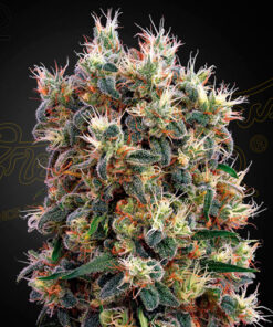 The Church - fem (grn)