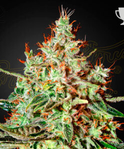 Train Wreck - fem (grn)