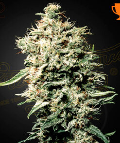 White Rhino - fem (grn)