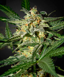 White Widow - auto (grn)