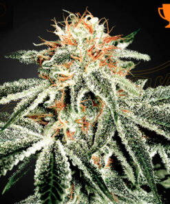 White Widow - fem (grn)