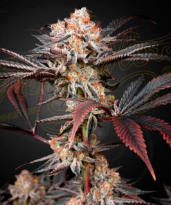 Wonder Pie - fem (grn)