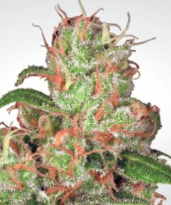 Acid auto Paradise Seeds