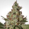 Acid fem Paradise Seeds