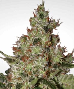 Acid fem Paradise Seeds