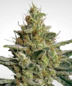Allkush fem Paradise Seeds