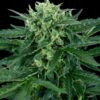 Amnesia fem Sensi Seeds