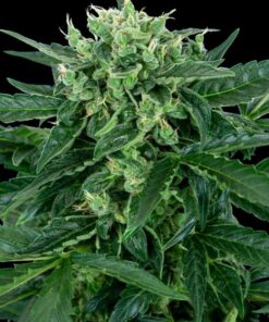 Amnesia fem Sensi Seeds