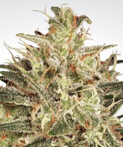 Atomical Haze fem Paradise Seeds