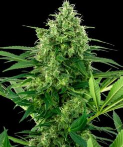 Banana Frosting fem Sensi Seeds