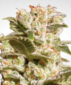 Belladonna fem Paradise Seeds