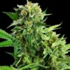Blackberry Cake fem Sensi Seeds