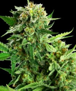 Blackberry Cake fem Sensi Seeds