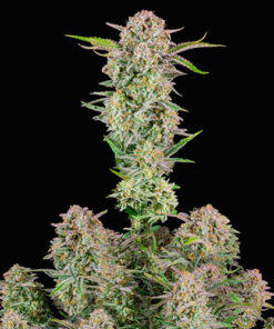 bruce banner fast buds