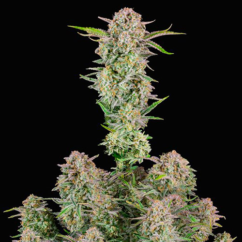 bruce banner fast buds