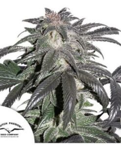 Bubba Island Kush fem Dutch Passion