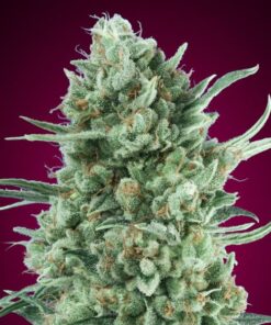 Bubble Gum XXL auto 00 seeds