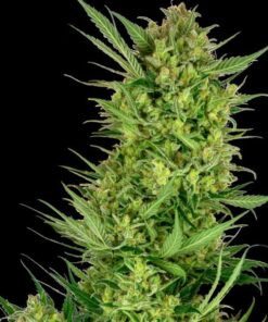 Buttercream Gelato fem Sensi Seeds