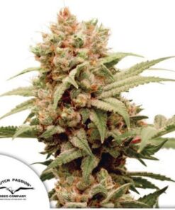 CBG Force fem Dutch Passion