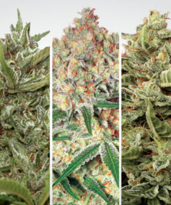 Auto Collection Pack #1 Paradise Seeds