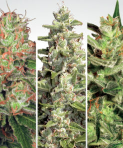 Auto Collection Pack #2 Paradise Seeds