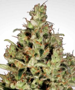 Delahaze fem Paradise Seeds