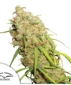 Desfràn fem Dutch Passion