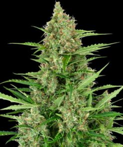 Double Kush Cake auto Sensi Seeds