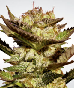 Durga Mata fem Paradise Seeds