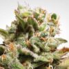 Dutch Dragon fem Paradise Seeds