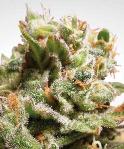 Dutch Dragon fem Paradise Seeds