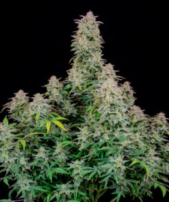 forbidden runtz fast buds