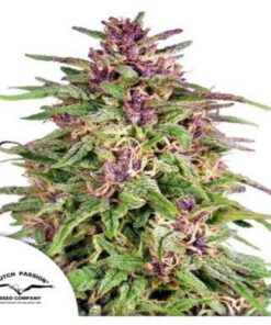 Frisian Dew fem Dutch Passion