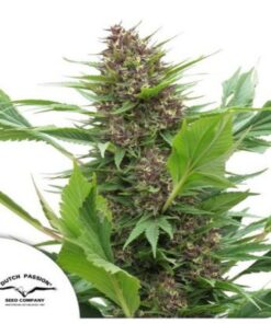 Frisian Duck fem Dutch Passion