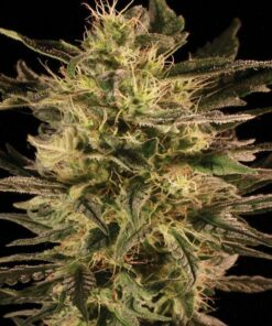 Green Paradise auto Seed Salad