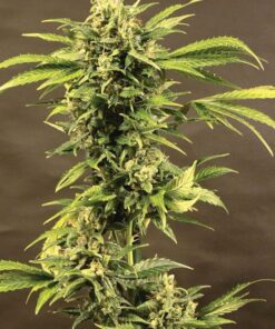 Haze auto Seed Salad