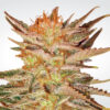 Ice Cream fem Paradise Seeds